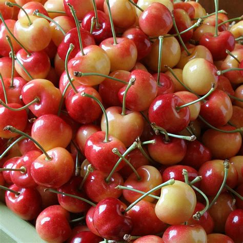 Commercial cherries are obtained from cultivars of several species, such as the sweet prunus avium and the sour prunus cerasus. New Hair Project take 2: Achiving Healthy Waist Length ...
