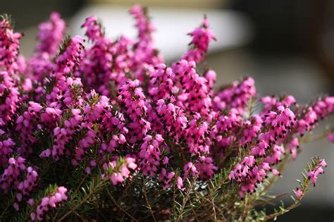 Heather Flower Meaning Symbolism And Cultural Significance
