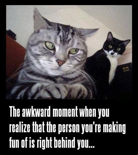 50 Funny Cat Memes And Pictures With Captions Fallinpets