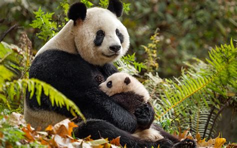 Descargar Fondos De Pantalla Los Pandas Del Zoológico La Madre Y Los