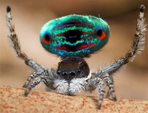 el impresionante mundo de la araña pavo real