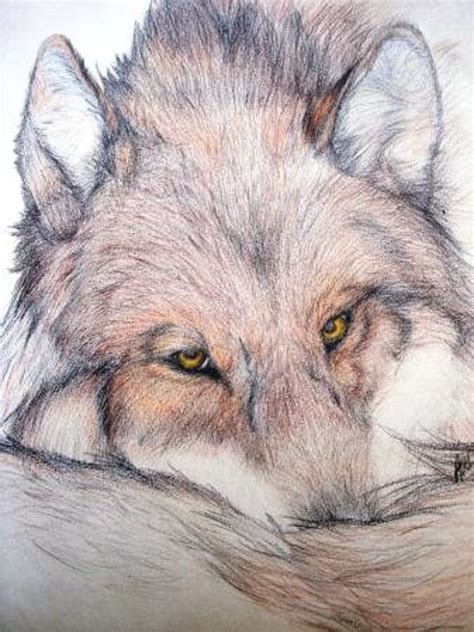 Drawn Wolf So Cute Cute Wolf Drawings Animal Drawings Wolf Drawing