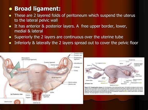 Ppt Genital Prolapse Powerpoint Presentation Free Download Id737997