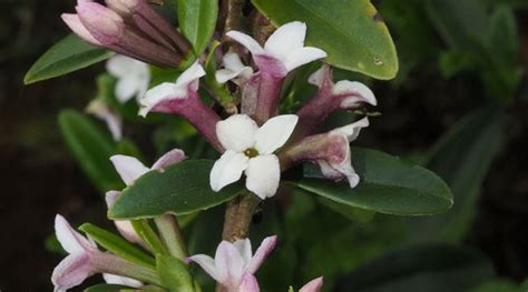 Daphne Plant How To Grow And Care For Daphne Shrubs Rayagarden
