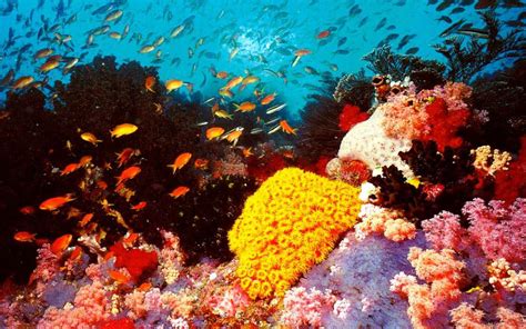 Great Barrier Reef Australia ~ World Travel Destinations
