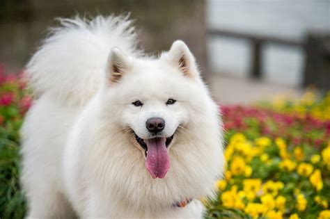 What Breed Are White Fluffy Dogs