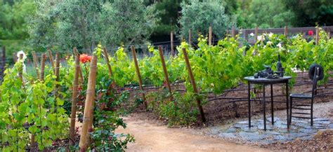 Grace Design Associates Inc Santa Barbara Backyard Vineyard Outdoor