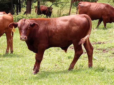5 Purebred Open Replacement Heifers Red Brangus For Sale In Marshall