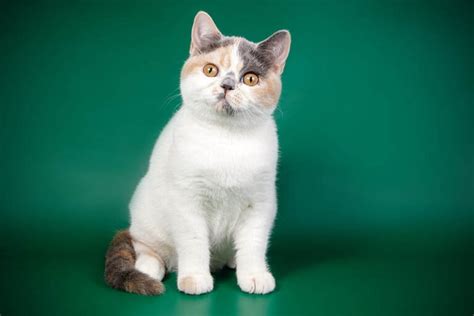 Calico British Shorthair Facts Origin And History With Pictures Pet
