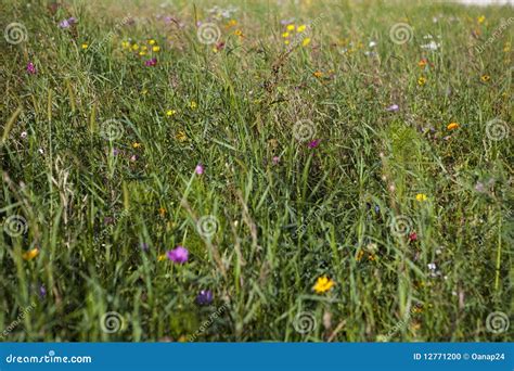 Colored Wildflower Meadow Stock Photo Image Of Garden 12771200
