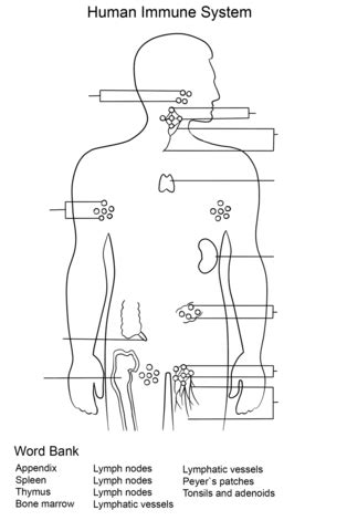 Immune System Worksheet coloring page | Free Printable Coloring Pages