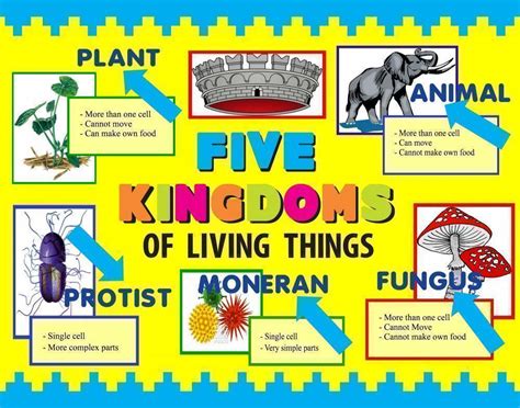 Make A Science Fair Project Poster Ideas Five Kingdoms
