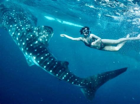 【セブ島女子旅 3】壮大な自然に感動必至。世界唯一のジンベイザメとの遊泳体験 peachy ライブドアニュース