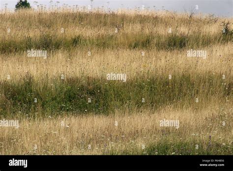 Field Of Dried Grasses Stock Photo Alamy