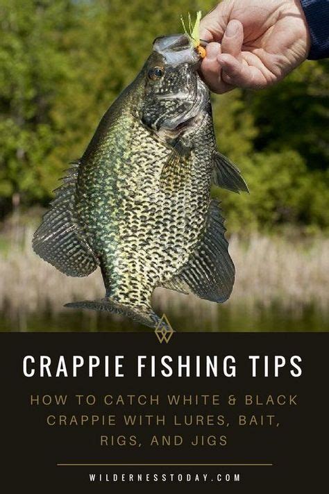 Crappie Fishing Tips How To Catch White And Black Crappie Crappie