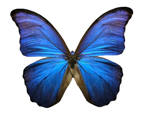 Blue Butterfly Animated Butterfly Iphone Wallpapers Screensavers