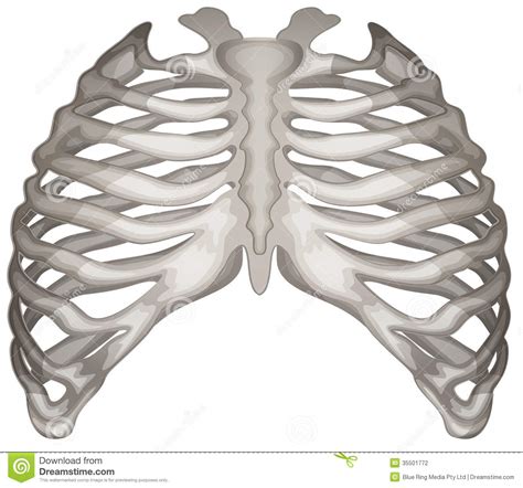 The diaphragm is a trampoline like organ that moves the ribs out when someonein hales.the ribs move out as you breathe inward. Rib cage stock vector. Image of ribcage, bones, process ...