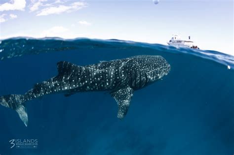 Swim With Whale Sharks In Australia When And Where