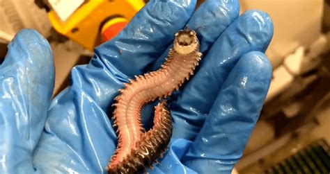 A Creepy Smiling Worm Was Discovered In The Depths Of The Ocean