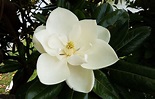 How to Grow the Sweetbay Magnolia Tree