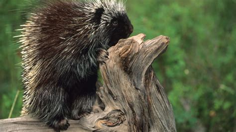 11 Prickly Facts About Porcupines Mental Floss