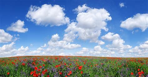 Green Meadow With Poppy Flowers White Background Panorama Stock Photo