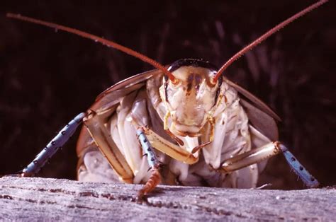 A Japanese Man Blew Up His House Trying Kill A Single Cockroach Hasan