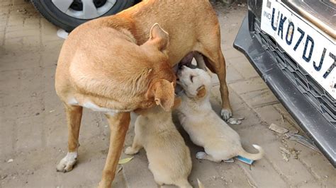 Mother Dog Feeding Her Puppies Cute Puppies Not Letting Go Mother