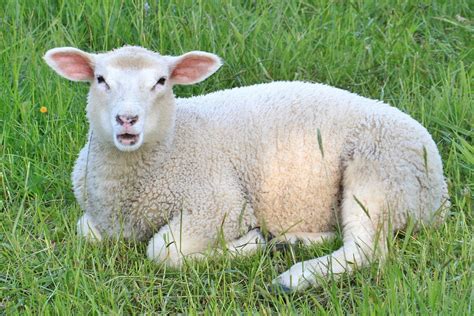Free Photo Sheep Lamb Lambs Animals Free Image On Pixabay 348956
