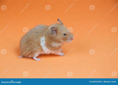 Syrian Hamster In Orange Backgroun Stock Photo Image Of Small
