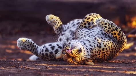 2560x1440 Cheetah In Playful Mood 1440p Resolution Hd 4k Wallpapers