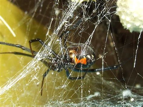 Theridiidaelatrodectus Geometricus Female Brown Widow Sp Flickr