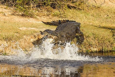 Veja o momento incrível em que crocodilo enorme tenta devorar rival