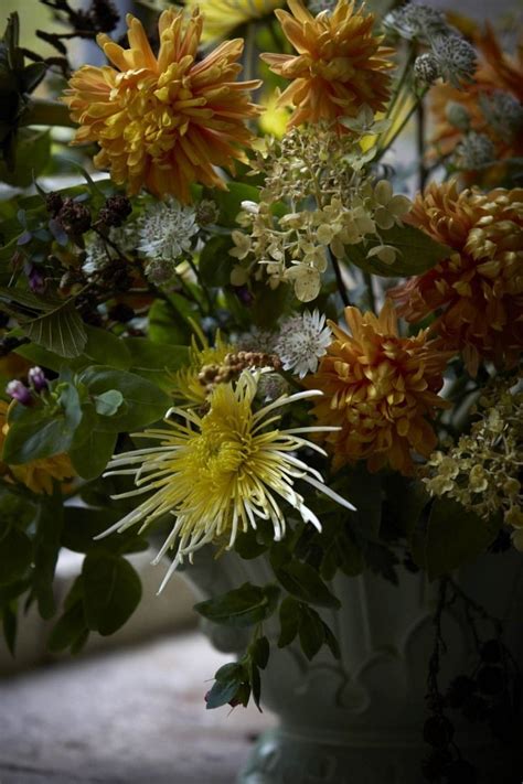 Chrysanthemums Rethinking A Fast Food Flower Gardenista