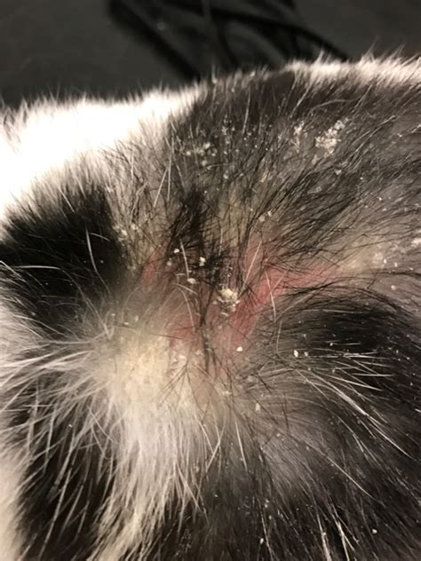 What Is Walking Dandruff On A Dog