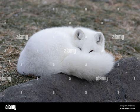 Arctic Fox Vulpes Lagopus Sleeping On A Rocky Ledge In Winter In