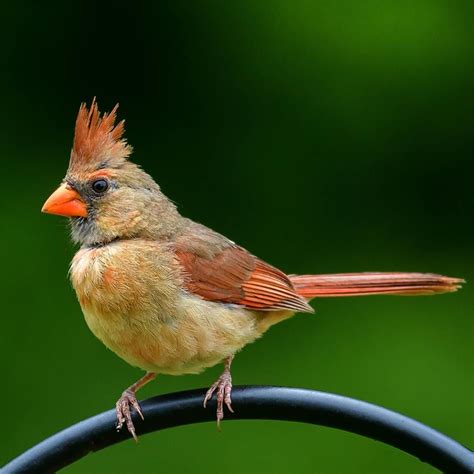 Female Cardinal Bird Colors Warehouse Of Ideas