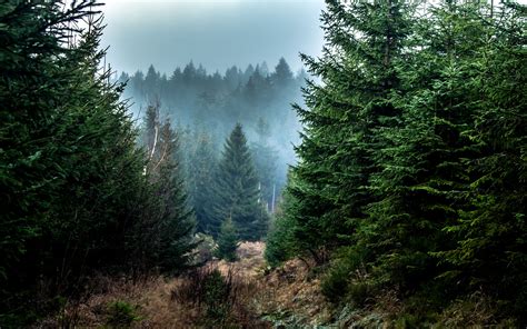 Download Wallpaper 3840x2400 Spruce Forest Fog Trees Branches 4k
