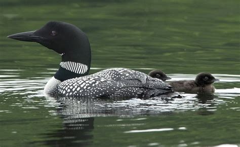 Maine loon population appears strong despite slight drop in numbers 