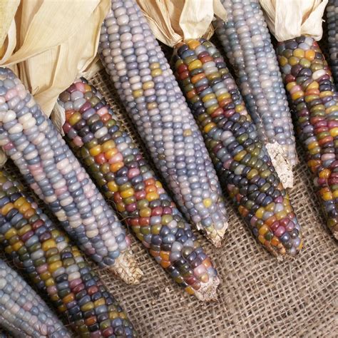 Glass Gem Cherokee Indian Corn 20 Seed Pack The Most Beautiful Corn In