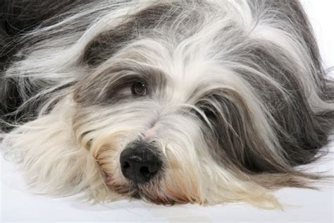 10 Long Haired Dog Breeds