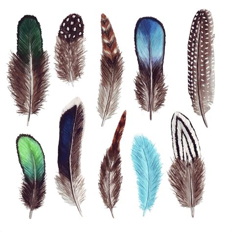 Premium Vector Watercolor Set Of Feathers