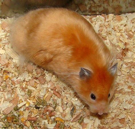 Jenis Jenis Hamster Syrian