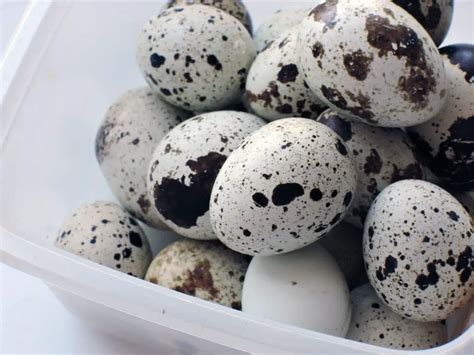 6 Major Side Effects Of Eating Too Many Quail Eggs