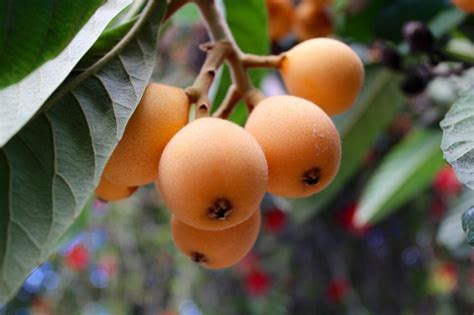 Loquat A Rare Multi Beneficial Fruit