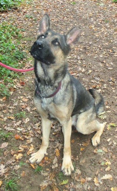 Vic 2 5 Year Old Male German Shepherd Dog Available For
