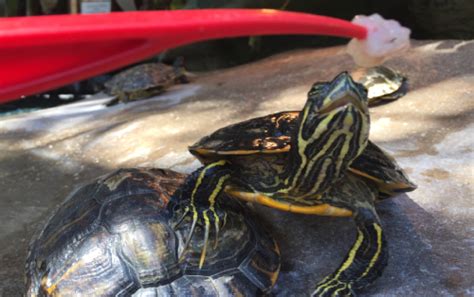 Freshwater Turtles Florida Keys Aquarium Encounters