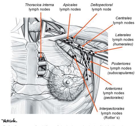 Figure 9 From Anatomy Of The Thoracic Wall Axilla And Breast All In