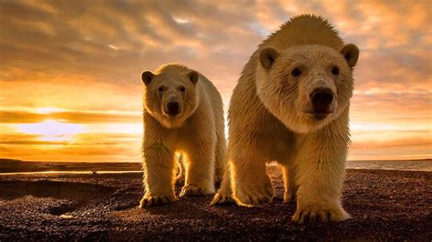White Polar Bears Par Crbeni Clouds Sunset Desktop