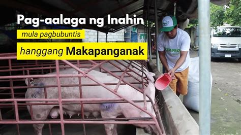 Ilang Buwan Bago Mag Pabulog Ang Inahin Baboy